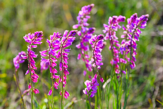 Pink sweetvetch flowers in a summer meadow, Voronezh region of Russia