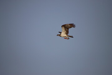 An Osprey in Flight Carrying a Fish over the Gambia River, Bintang Bolong, Gambia