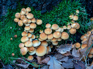 Close up of group of small fugi growing on moss covered tree
