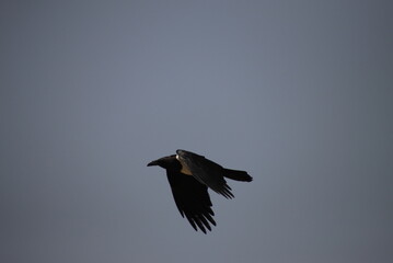 African Raven in Flight, Lac Rose, Senegal
