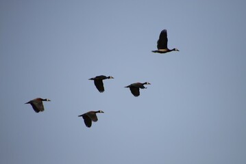 A Flock of White Faced Whistling Ducks in Flight, Djoudj Reserve, Senegal