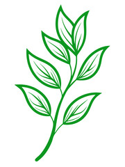 Botanical branche with slender leaves line art  vector illustration 