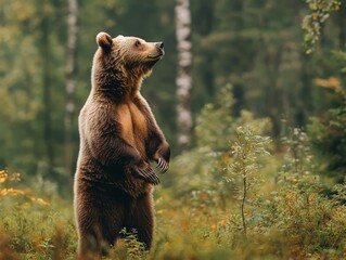 A bear standing on its hind legs, surveying its territory in the wilderness