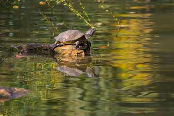 A small turtle perched on a rock, basking in the sun. Its reflection dances in the shimmering water, surrounded by a vibrant autumnal backdrop. A peaceful scene captured in nature's beauty.