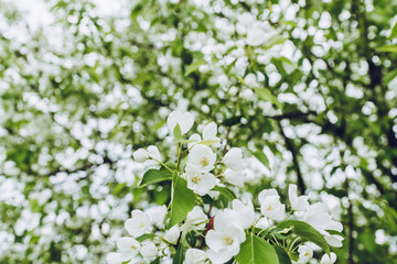 Blooming apple tree in the garden. Selective focus.