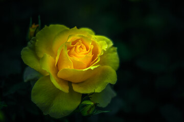 冬の黄色いバラ