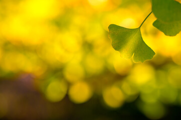 秋からの贈りもの