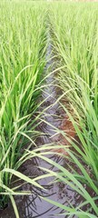 Obraz premium Special paths in rice fields that farmers usually use for fertilizing and spraying pests