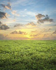 Obraz premium Vibrant sunset casts shadows over neglected lots with wild flora highlighting opportunities for transformation and community revitalization efforts.