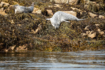 Wild seals resting on seaweed covered rocks at coast