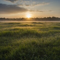 Obraz premium sunset over field