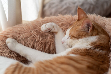 窓辺で眠る可愛い猫　茶トラ白