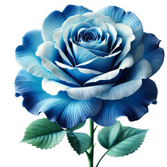 Exotic blue rose isolated on transparent background 