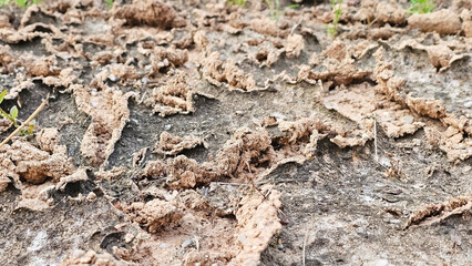 Close-up of Dry Cracked Earth Texture. Abstract background image of dry, cracked earth with intricate patterns.