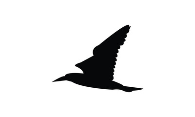 Flying boobie Bird Silhouette Design  And Illustration. 