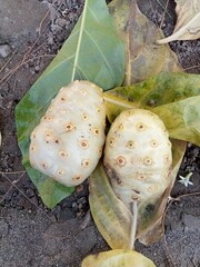 Noni fruit