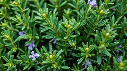 Fototapeta premium Rosemary in a pot, Rosemary leaves plants, medicine plants wallpaper, Detail of fresh rosemary herb. Rosemary herb garden. macro view 