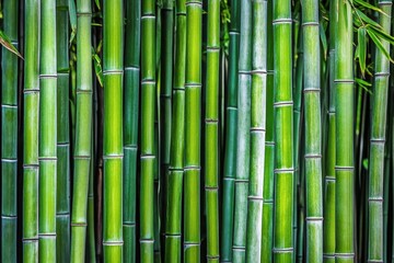 Obraz premium Bamboo forest Kyoto Honshu Japan Asia