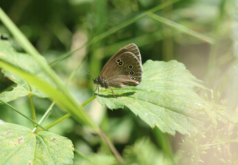 Schornsteinfeger - Ringlet butterfly