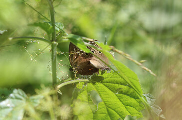 Schornsteinfeger - Ringlet butterfly