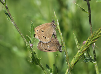 Schornsteinfeger - Ringlet butterfly