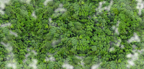 Sustainable green environment. Aerial top view of green trees in forest. Drone view of dense green...