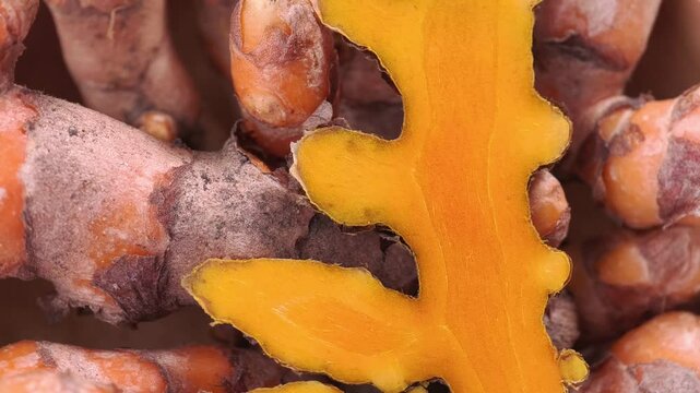 fresh organic turmeric root herb