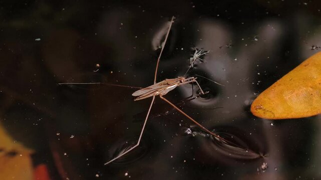 Common pond skater or common water strider (Gerris lacustris) On the surface of the water running . Close up.