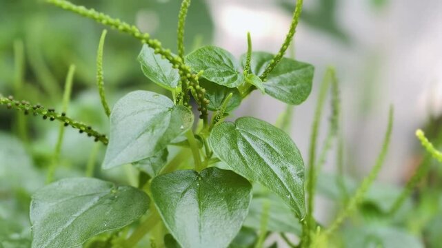 Peperomia pellucida or pepper elder or shining bush plant 