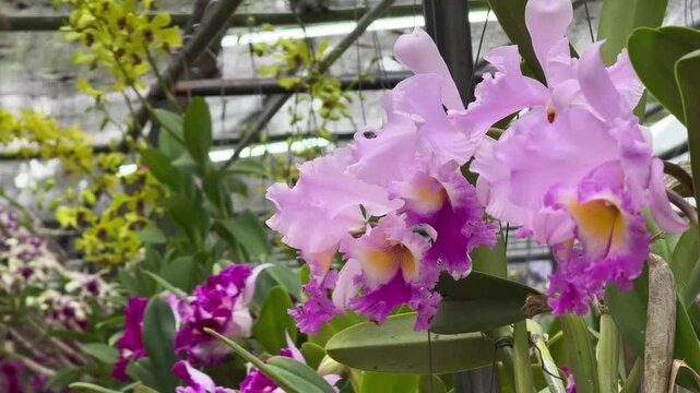 Beautiful orchids in the garden