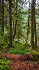 Mossy trees in the Hoh Rain Forest in the Olympic National Park, Washington, United States