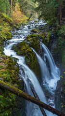 A cascading waterfall flows through the lush Hoh Rainforest in Olympic National Park, Washington, surrounded by vibrant mosses, ferns, and dense greenery, creating a serene natural scene.