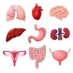 A set of human organs on a white background. Vector illustration.
