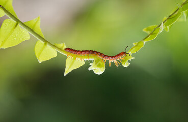 caterpillar on leaf