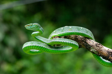 green snake in the tree