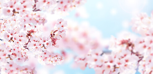 Horizontal banner with sakura flowers of pink color on blue sky backdrop. Beautiful nature spring...