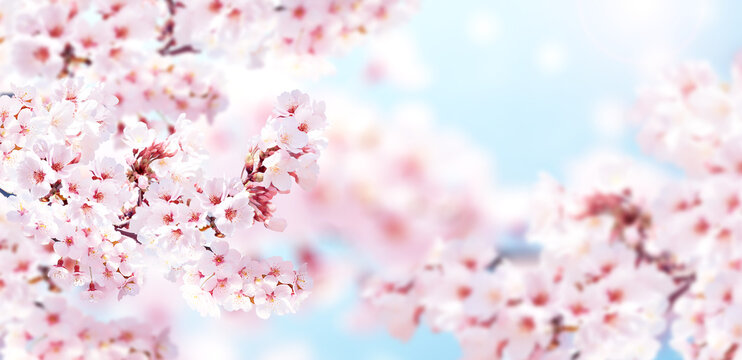 Horizontal banner with sakura flowers of pink color on blue sky backdrop. Beautiful nature spring background with a branch of blooming sakura. Sakura blossoming season in Japan