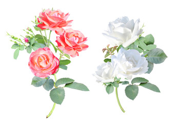 Set of branches with pink and white rose flowers and green leaf. Collection of rose flower with...