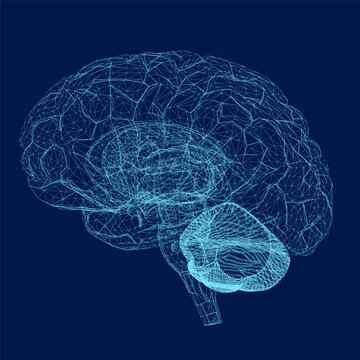 Vector illustration of wireframe human brain from blue lines. 3D