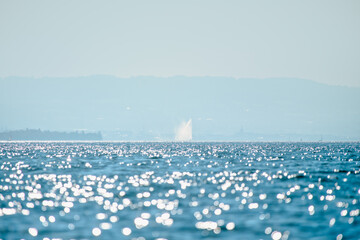 au loin, le jet d'eau de Genève, marine lémanique