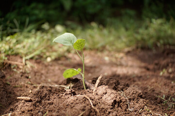 Small green plant seeds have just sprouted in the soil. Vegetable seeds are planted in the garden