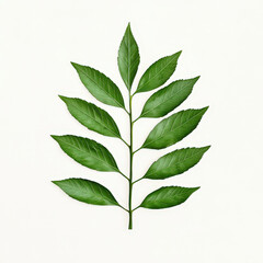Fototapeta premium vibrant green ash leaf with symmetrical arrangement of leaflets, showcasing its natural beauty against light background. This highlights intricate details and textures of leaf