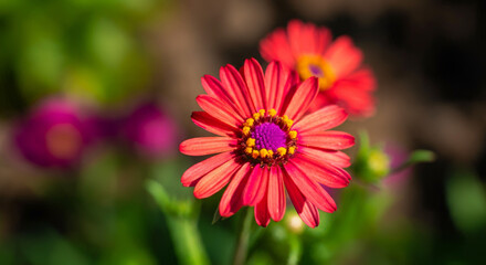 Obraz premium red and yellow dahlia