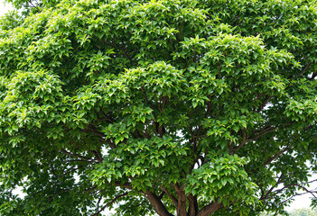 Fototapeta premium A large, lush green tree with a full, rounded canopy of leaves