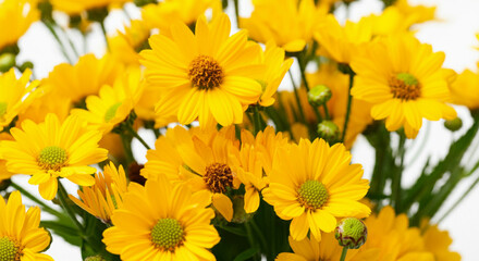 Fototapeta premium yellow flowers in the garden