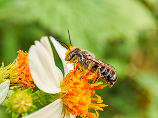 Bee Pollination of Flowers in Nature close up