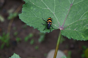 Hycleus Beetle insect is sitting on okra leaves. It  is a genus of blister beetle belonging to the Meloidae family found in Africa and Asia. Hycleus polymorphus. They eat all types of flowers.
