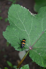 Hycleus Beetle insect is sitting on okra leaves. It  is a genus of blister beetle belonging to the Meloidae family found in Africa and Asia. Hycleus polymorphus. They eat all types of flowers.
