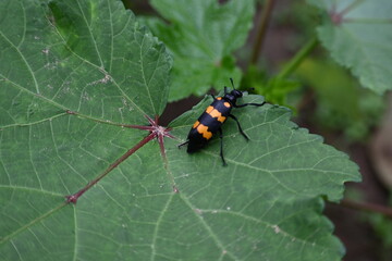 Hycleus Beetle insect is sitting on okra leaves. It  is a genus of blister beetle belonging to...