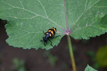 Hycleus Beetle insect is sitting on okra leaves. It  is a genus of blister beetle belonging to the Meloidae family found in Africa and Asia. Hycleus polymorphus. They eat all types of flowers.
